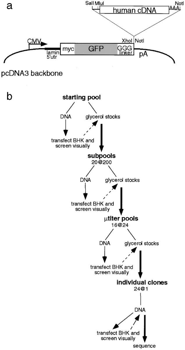 https://cdn.ncbi.nlm.nih.gov/pmc/blobs/7531/2199743/7938c961a40d/JCB9904078.f1.jpg