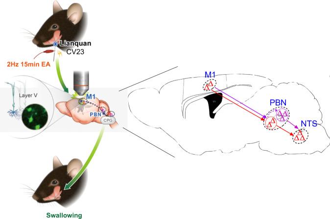 https://cdn.ncbi.nlm.nih.gov/pmc/blobs/7531/9925820/60b306cb0f21/41467_2023_36448_Fig7_HTML.jpg