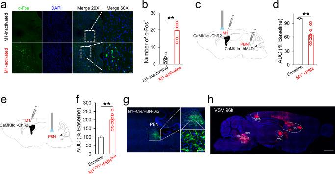 https://cdn.ncbi.nlm.nih.gov/pmc/blobs/7531/9925820/ad7e8058ef69/41467_2023_36448_Fig5_HTML.jpg