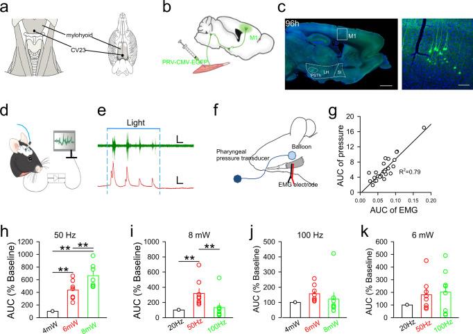 https://cdn.ncbi.nlm.nih.gov/pmc/blobs/7531/9925820/fe1f894d18e5/41467_2023_36448_Fig1_HTML.jpg