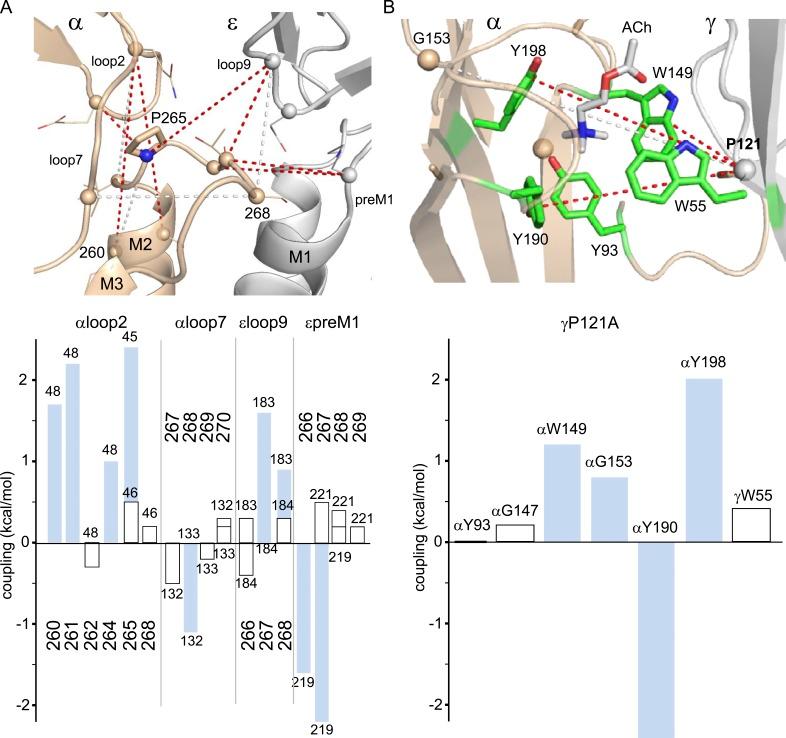 https://cdn.ncbi.nlm.nih.gov/pmc/blobs/7533/5217088/0ff911875dea/JGP_201611673_Fig4.jpg