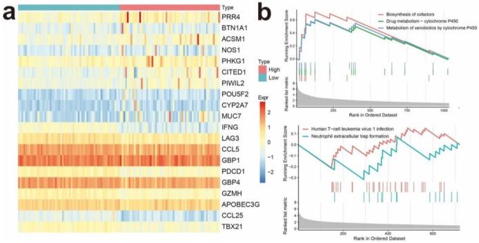 https://cdn.ncbi.nlm.nih.gov/pmc/blobs/7536/8582543/f3978a86020f/cancers-13-05342-g004.jpg