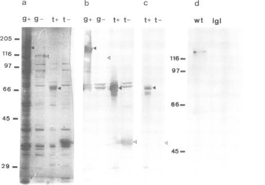https://cdn.ncbi.nlm.nih.gov/pmc/blobs/7539/553556/60e63355c8fd/emboj00246-0259-a.jpg