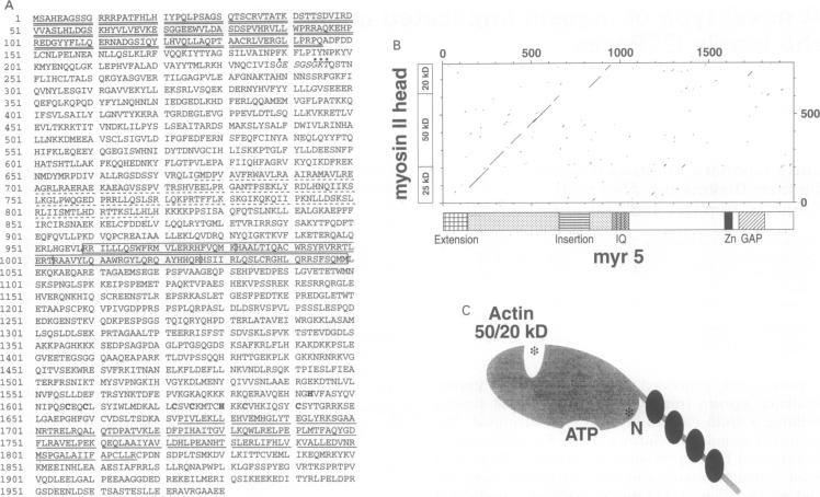 https://cdn.ncbi.nlm.nih.gov/pmc/blobs/753a/398134/6e8e1851987e/emboj00028-0078-a.jpg