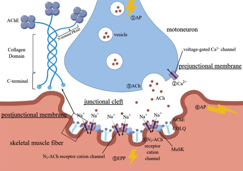 https://cdn.ncbi.nlm.nih.gov/pmc/blobs/7541/10472815/8a6c59d61856/CN-21-1594_F1.jpg