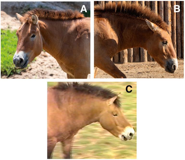 https://cdn.ncbi.nlm.nih.gov/pmc/blobs/7544/11898140/b0c188fe496f/animals-15-00613-g001.jpg