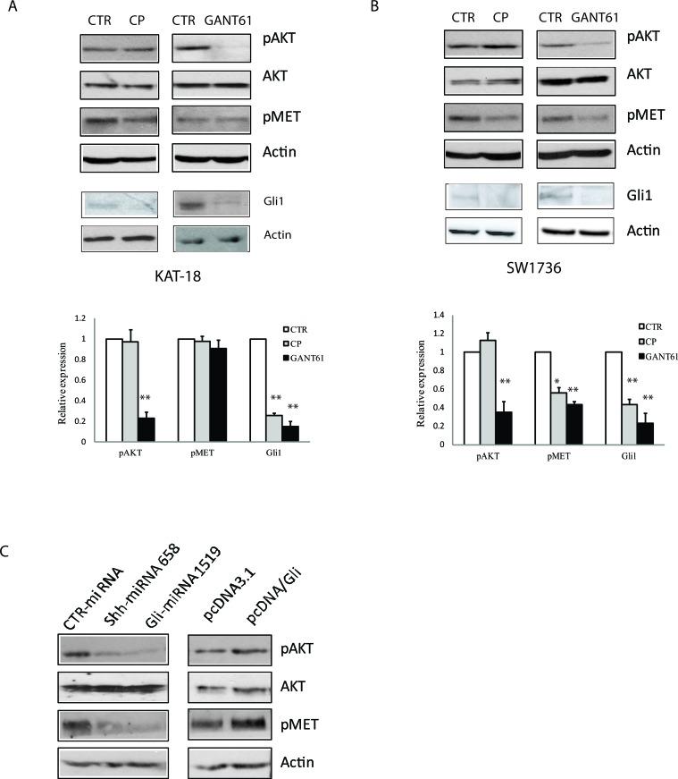 https://cdn.ncbi.nlm.nih.gov/pmc/blobs/7549/4891133/1c5e0bcd90e4/oncotarget-07-10472-g003.jpg