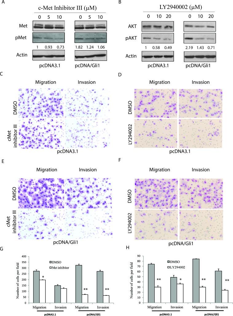 https://cdn.ncbi.nlm.nih.gov/pmc/blobs/7549/4891133/6210f3c40c0b/oncotarget-07-10472-g004.jpg