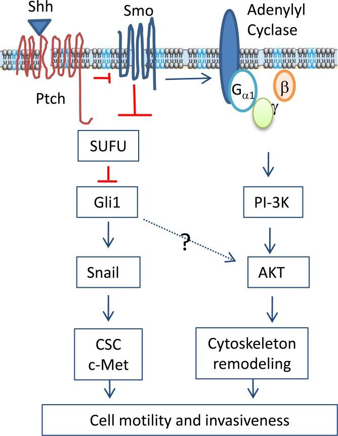 https://cdn.ncbi.nlm.nih.gov/pmc/blobs/7549/4891133/6386b67075f8/oncotarget-07-10472-g007.jpg