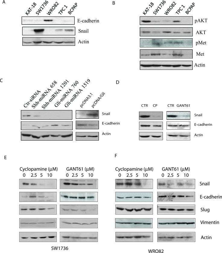 https://cdn.ncbi.nlm.nih.gov/pmc/blobs/7549/4891133/9cf7a7366725/oncotarget-07-10472-g006.jpg