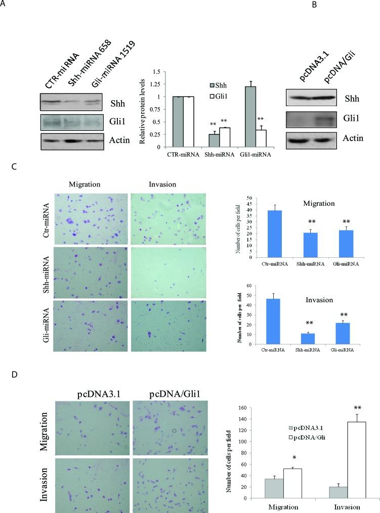 https://cdn.ncbi.nlm.nih.gov/pmc/blobs/7549/4891133/f13b24995255/oncotarget-07-10472-g002.jpg