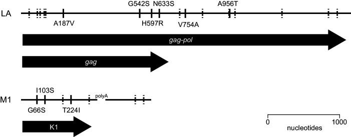 https://cdn.ncbi.nlm.nih.gov/pmc/blobs/7549/7886323/09cde7b23ecf/elife-62238-fig3-figsupp1.jpg