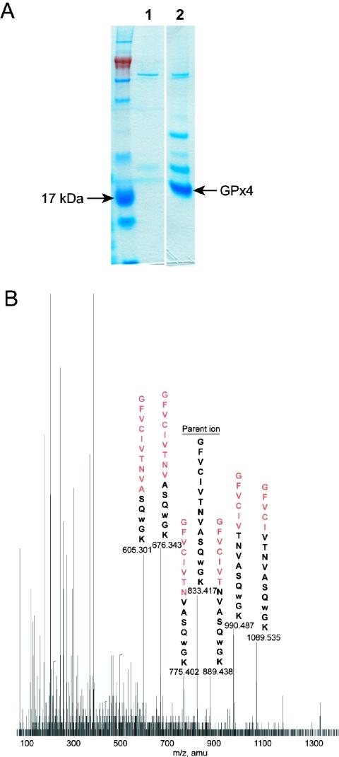 https://cdn.ncbi.nlm.nih.gov/pmc/blobs/754c/1087901/c5638c98badd/gki547f3.jpg