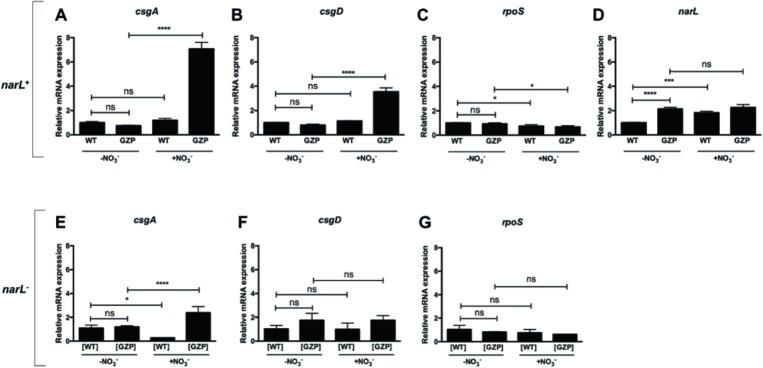 https://cdn.ncbi.nlm.nih.gov/pmc/blobs/7552/7005491/2972b3228b29/fmicb-11-00026-g005.jpg
