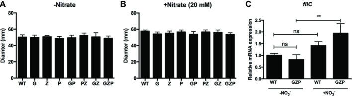 https://cdn.ncbi.nlm.nih.gov/pmc/blobs/7552/7005491/95c27acd7bce/fmicb-11-00026-g002.jpg