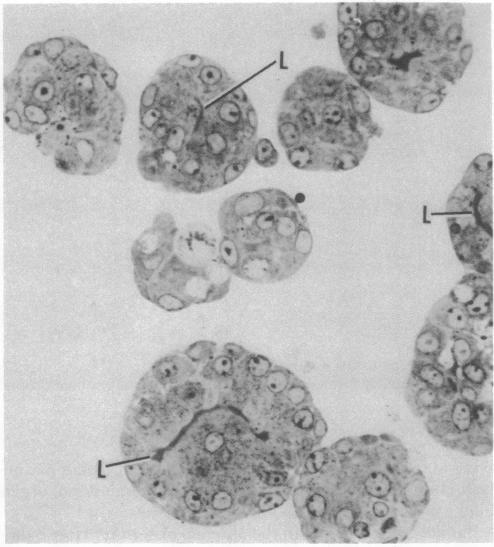 https://cdn.ncbi.nlm.nih.gov/pmc/blobs/7553/348293/380c724efe62/pnas00664-0514-a.jpg