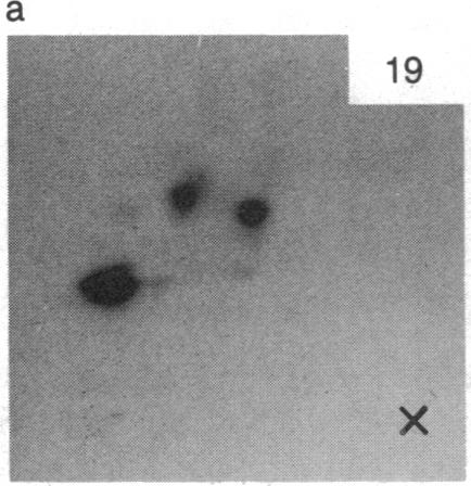 https://cdn.ncbi.nlm.nih.gov/pmc/blobs/755b/391265/00ed84d597a7/pnas00359-0282-a.jpg