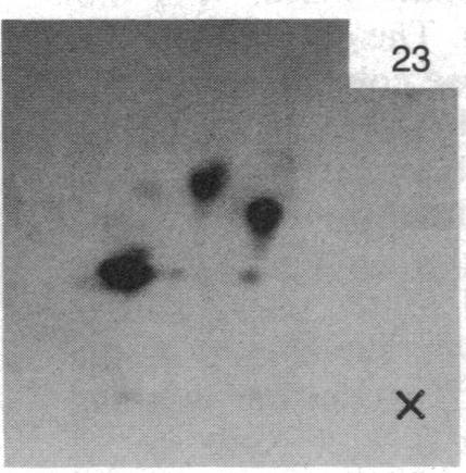 https://cdn.ncbi.nlm.nih.gov/pmc/blobs/755b/391265/91cffe591da7/pnas00359-0282-c.jpg