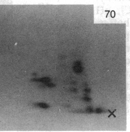 https://cdn.ncbi.nlm.nih.gov/pmc/blobs/755b/391265/bd6e6d6f8d45/pnas00359-0282-f.jpg