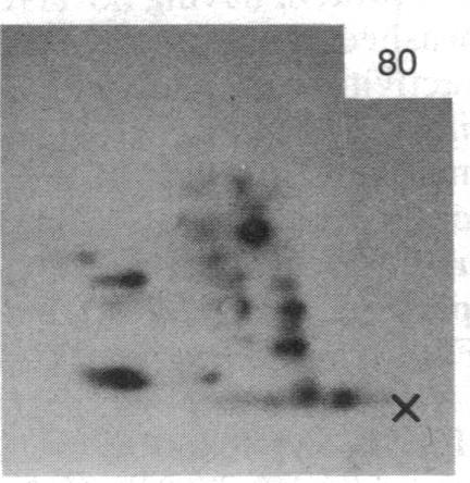 https://cdn.ncbi.nlm.nih.gov/pmc/blobs/755b/391265/f7d5ba30c020/pnas00359-0282-e.jpg