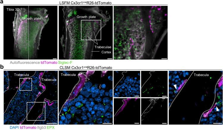 https://cdn.ncbi.nlm.nih.gov/pmc/blobs/755d/10844633/b6ba73826382/41467_2024_45261_Fig1_HTML.jpg