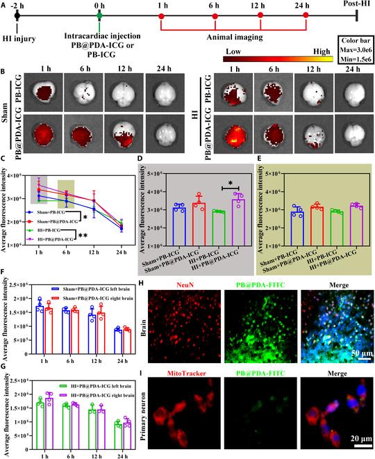 https://cdn.ncbi.nlm.nih.gov/pmc/blobs/7561/11409202/abc112c0f7e6/bmr.0079.fig.004.jpg