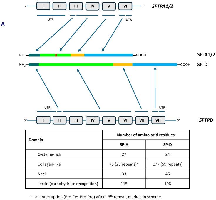 https://cdn.ncbi.nlm.nih.gov/pmc/blobs/7564/11430738/cd2b81999558/cancers-16-03116-g001a.jpg
