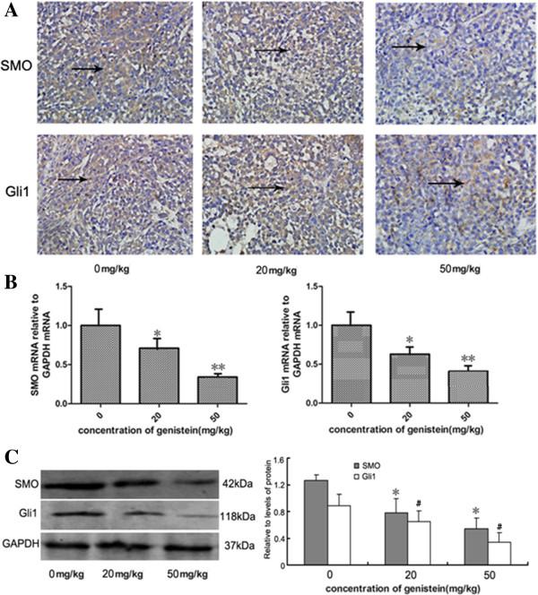 https://cdn.ncbi.nlm.nih.gov/pmc/blobs/7565/4054948/41792094ef53/scrt357-5.jpg