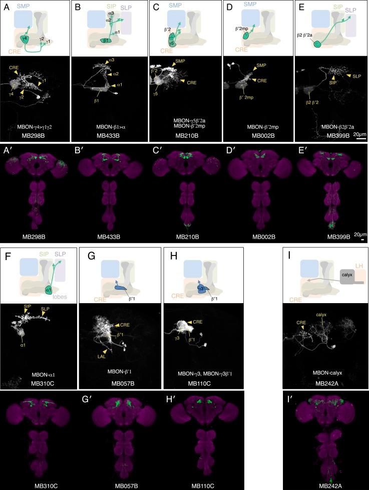 https://cdn.ncbi.nlm.nih.gov/pmc/blobs/7565/4273436/b41de7b7ac31/elife04580fs001.jpg
