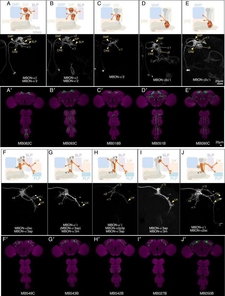https://cdn.ncbi.nlm.nih.gov/pmc/blobs/7565/4273436/d3c256c8295a/elife04580fs002.jpg