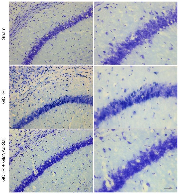 https://cdn.ncbi.nlm.nih.gov/pmc/blobs/7568/4084628/75b1c6059479/pone.0100126.g009.jpg