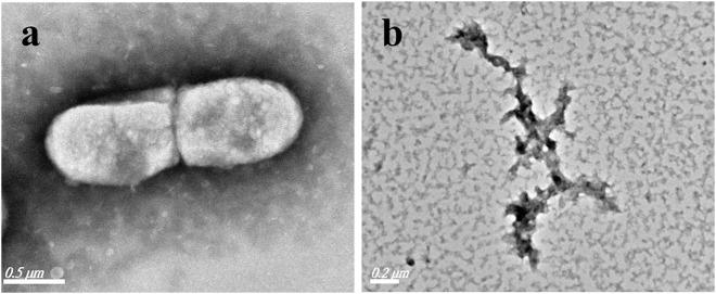 https://cdn.ncbi.nlm.nih.gov/pmc/blobs/7568/9237552/4c0a2fa17a3b/fchem-10-898324-g006.jpg