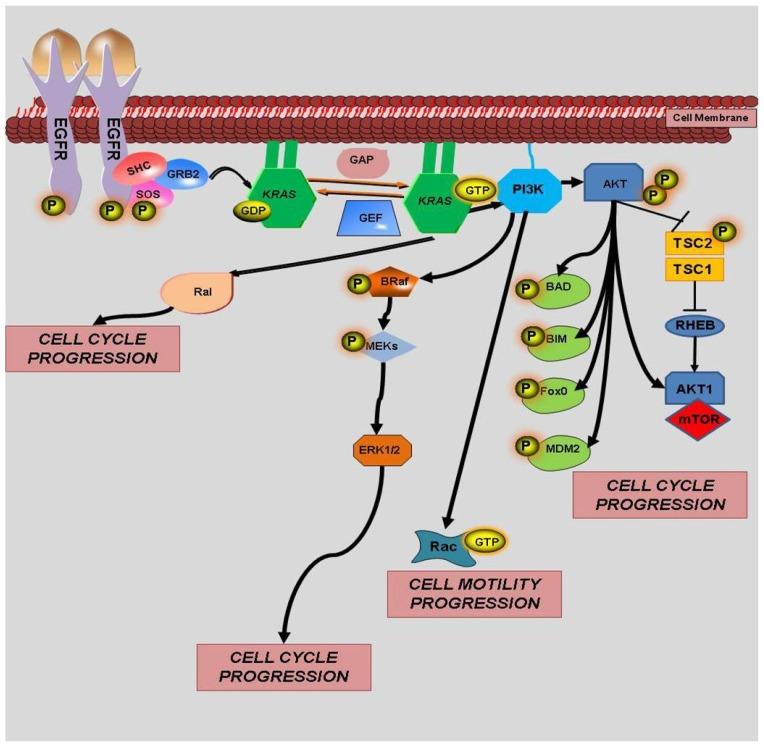 https://cdn.ncbi.nlm.nih.gov/pmc/blobs/7571/3497263/3fcab8a6a63e/ijms-13-12153f3.jpg