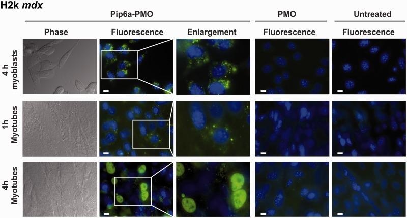 https://cdn.ncbi.nlm.nih.gov/pmc/blobs/7576/3950666/4d01ec214bc3/gkt1220f3p.jpg