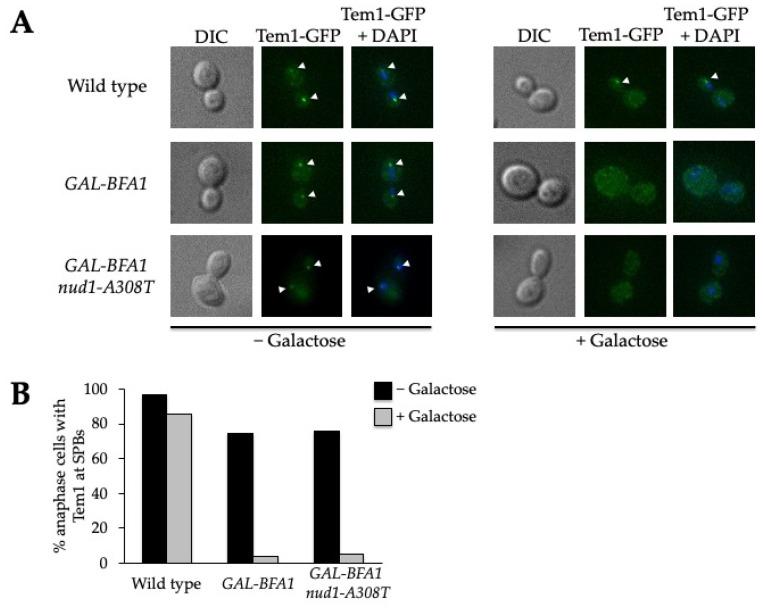 https://cdn.ncbi.nlm.nih.gov/pmc/blobs/757c/8750578/76d94c710cd3/cells-11-00046-g005.jpg
