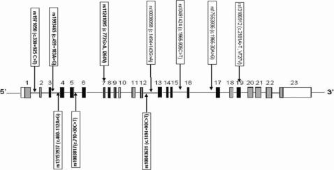 https://cdn.ncbi.nlm.nih.gov/pmc/blobs/7581/3198481/a71b3288336d/mv-v17-2618-f1.jpg