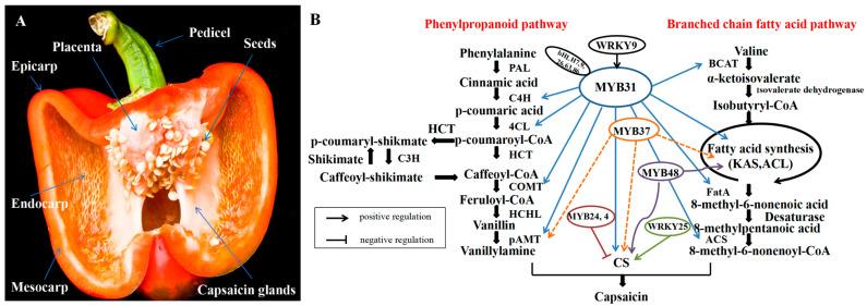 https://cdn.ncbi.nlm.nih.gov/pmc/blobs/7584/11511365/fe87611b4622/plants-13-02887-g001.jpg