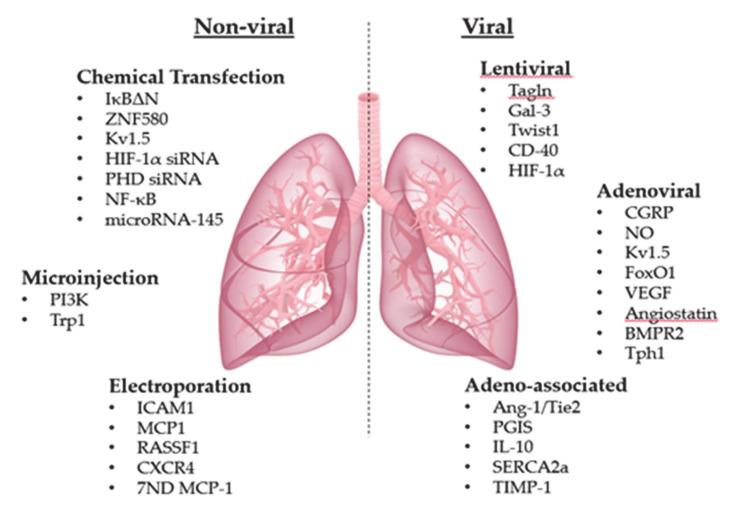 https://cdn.ncbi.nlm.nih.gov/pmc/blobs/758a/7865388/db6392340c97/ijms-22-01179-g001.jpg