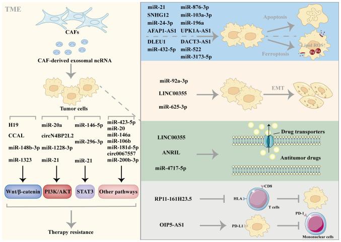 https://cdn.ncbi.nlm.nih.gov/pmc/blobs/758d/12274182/2ec1d1afbc95/ijo-67-02-05774-g03.jpg