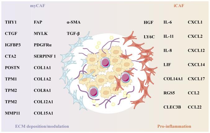 https://cdn.ncbi.nlm.nih.gov/pmc/blobs/758d/12274182/d4d83f131050/ijo-67-02-05774-g01.jpg