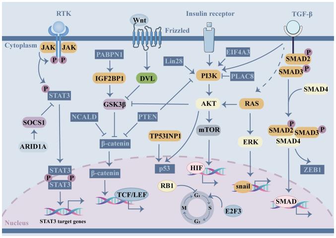 https://cdn.ncbi.nlm.nih.gov/pmc/blobs/758d/12274182/e92a62741b72/ijo-67-02-05774-g04.jpg