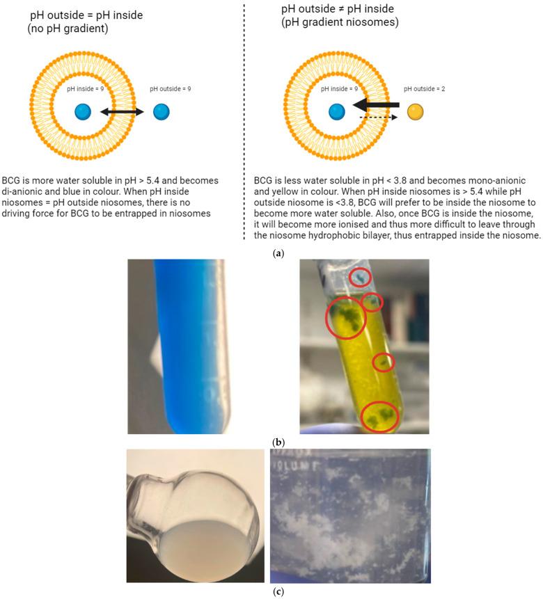 https://cdn.ncbi.nlm.nih.gov/pmc/blobs/758e/12300439/0b1e977047cf/pharmaceutics-17-00862-g007.jpg