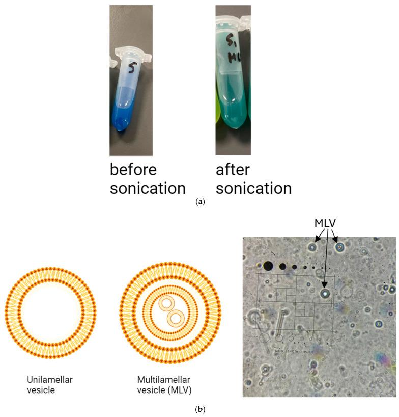 https://cdn.ncbi.nlm.nih.gov/pmc/blobs/758e/12300439/1a71492d0422/pharmaceutics-17-00862-g009.jpg
