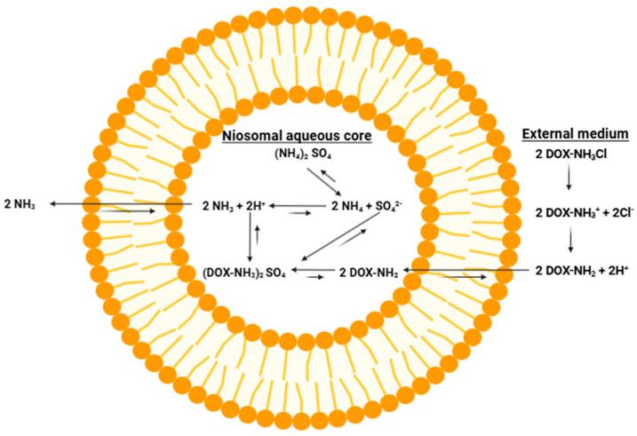 https://cdn.ncbi.nlm.nih.gov/pmc/blobs/758e/12300439/d83140c847e3/pharmaceutics-17-00862-g013.jpg