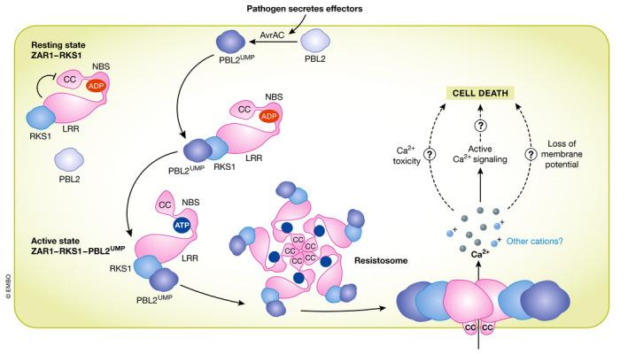 https://cdn.ncbi.nlm.nih.gov/pmc/blobs/758f/9194748/53ff6b409330/EMBJ-41-e110741-g004.jpg