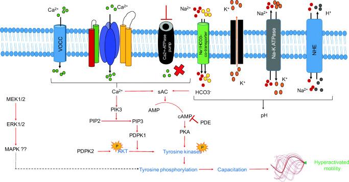 https://cdn.ncbi.nlm.nih.gov/pmc/blobs/7595/8677644/a4cff07fb459/43032_2020_408_Fig3_HTML.jpg