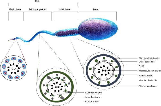 https://cdn.ncbi.nlm.nih.gov/pmc/blobs/7595/8677644/d029a225bc06/43032_2020_408_Fig1_HTML.jpg
