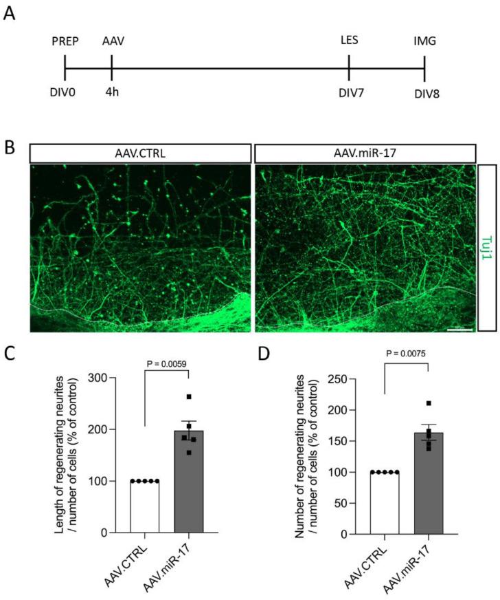 https://cdn.ncbi.nlm.nih.gov/pmc/blobs/759b/11355044/14321a6e5838/ijms-25-09057-g004.jpg