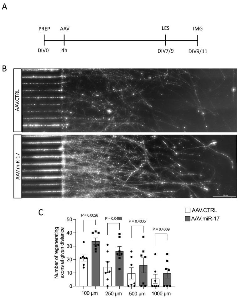 https://cdn.ncbi.nlm.nih.gov/pmc/blobs/759b/11355044/69f1f04c52c1/ijms-25-09057-g005.jpg