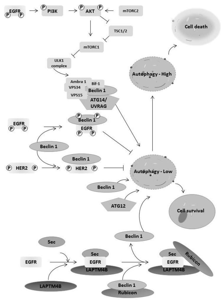 https://cdn.ncbi.nlm.nih.gov/pmc/blobs/759b/5406702/06c0bddfdd67/cancers-09-00027-g003.jpg